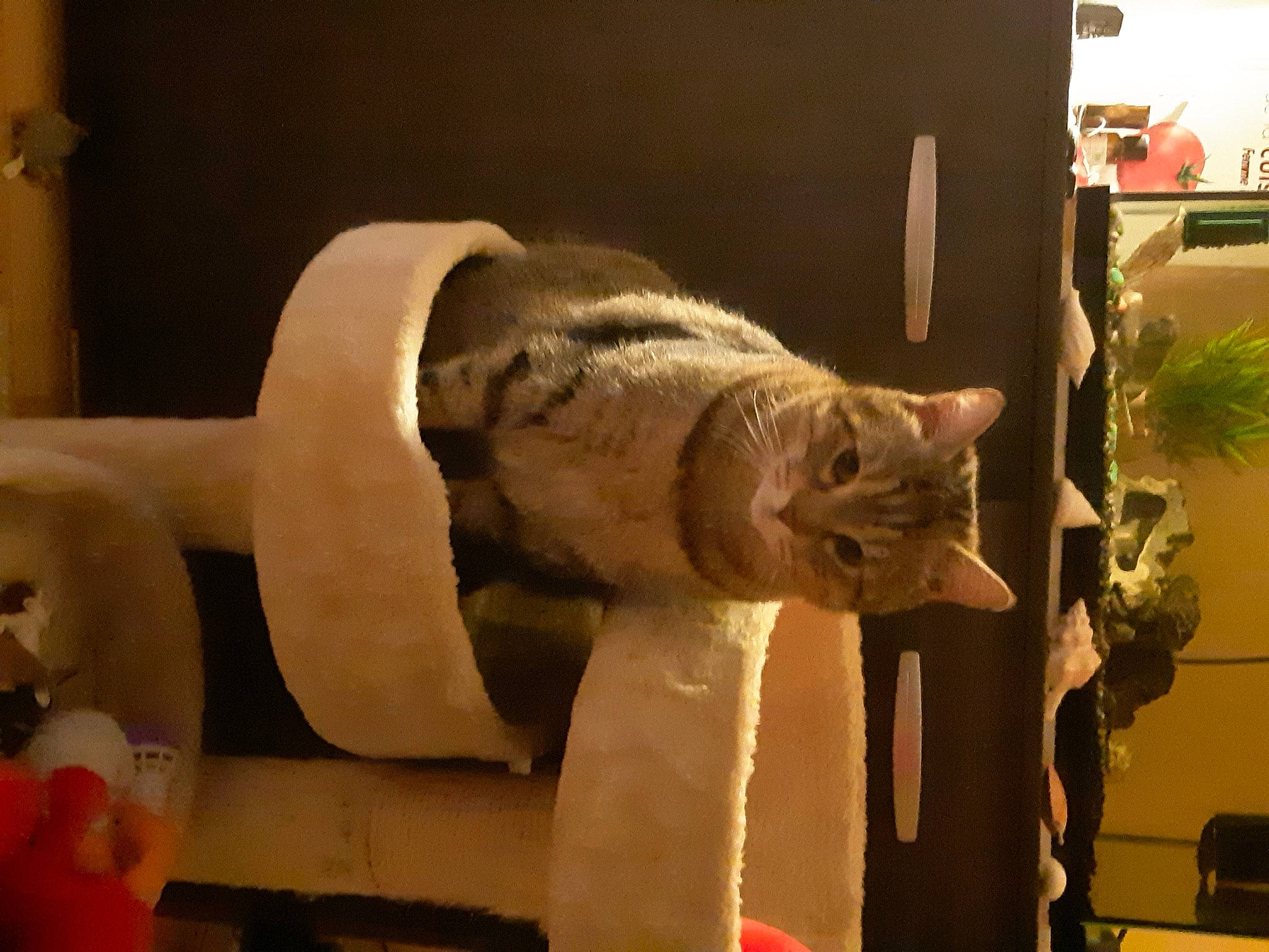 Symba a rejoint le concours — aidez-le/la à gagner de superbes lots ! art, carnivore, carving, cat, ear, felidae, sculpture, small_to_medium_sized_cats, whiskers