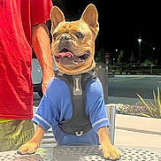 Bowser joined the competition — help win amazing prizes! animal, blue_shirt, close_up, dog, french_bulldog, happy, harness, looking_away, metal_table, night, outdoor, paw, person, pet, plant, red_shirt, standing, streetlight, table, yellow_shorts