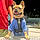 Bowser