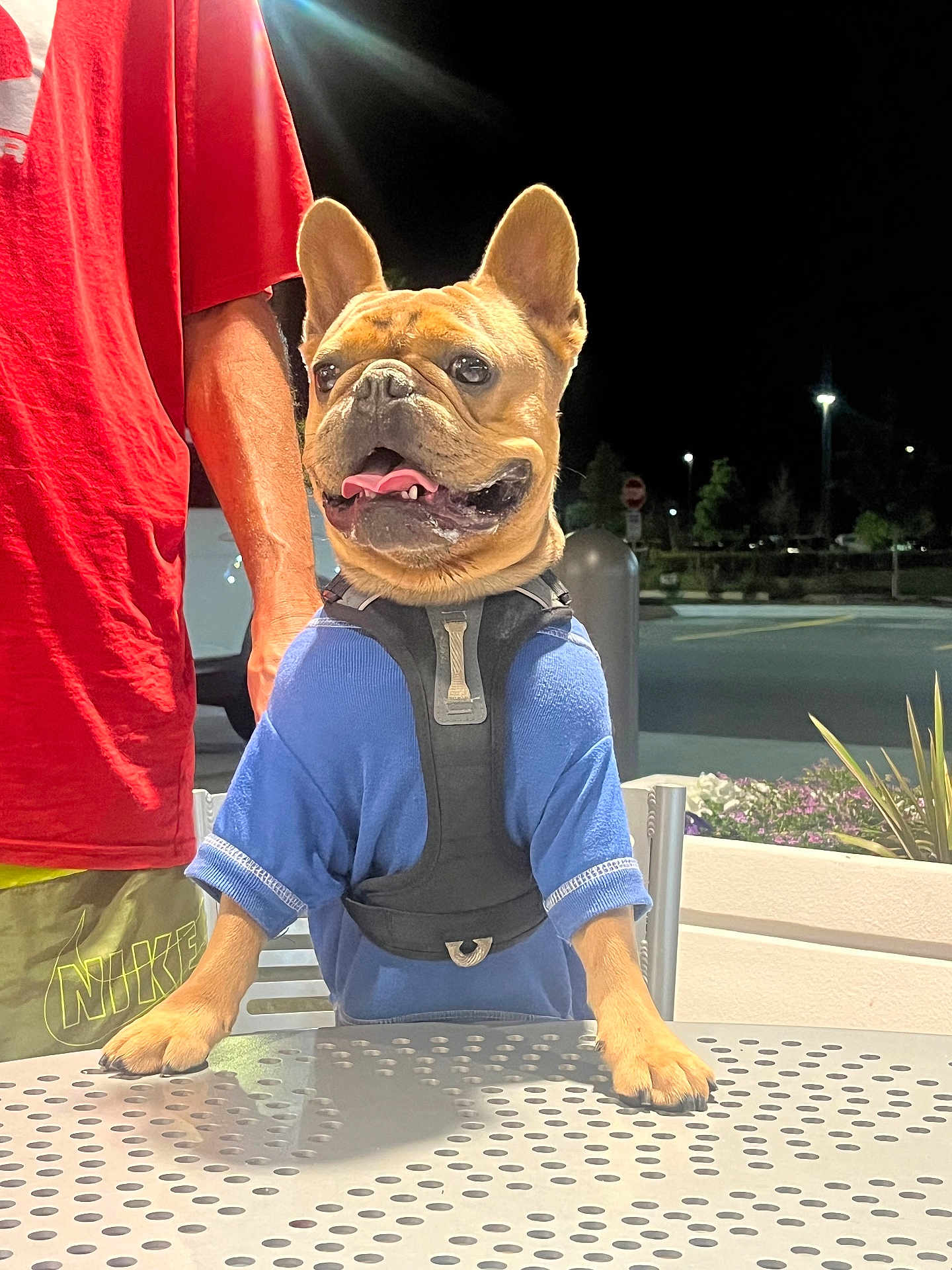 Bowser joined the competition — help win amazing prizes! animal, blue_shirt, close_up, dog, french_bulldog, happy, harness, looking_away, metal_table, night, outdoor, paw, person, pet, plant, red_shirt, standing, streetlight, table, yellow_shorts