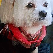 Fifi joined the competition — help win amazing prizes! dog, white_dog, scarf, plaid, close_up, pet, fur, collar, portrait, cute, animal, indoors, cozy, fluffy, looking_away, soft_texture, red, black, fabric, companion