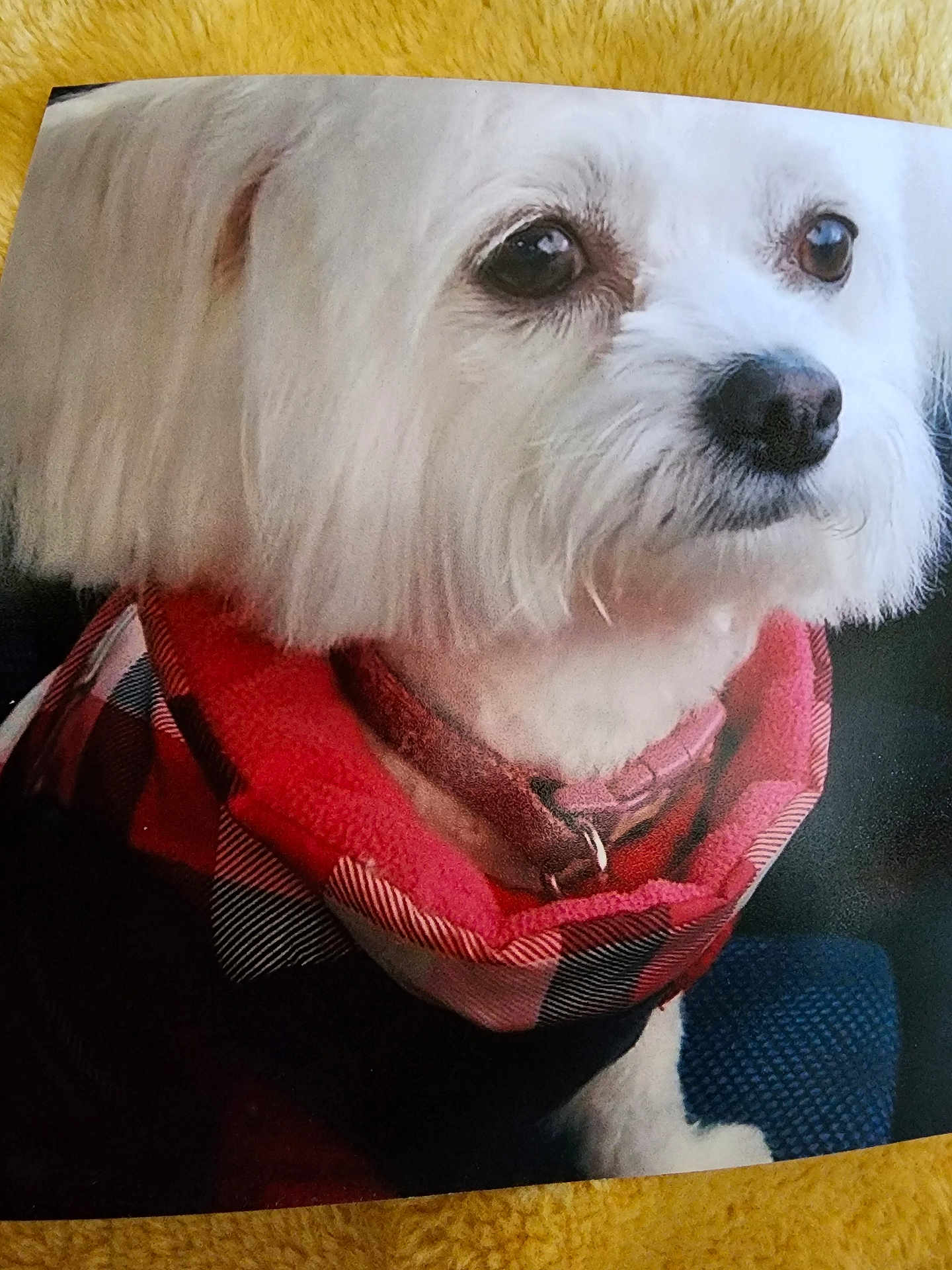 Fifi joined the competition — help win amazing prizes! dog, white_dog, scarf, plaid, close_up, pet, fur, collar, portrait, cute, animal, indoors, cozy, fluffy, looking_away, soft_texture, red, black, fabric, companion