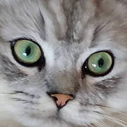 Mr Tibbs joined the competition — help win amazing prizes!