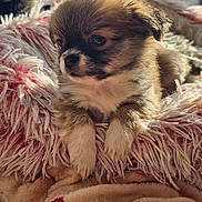 Apolon participe au concours pour gagner de l'argent avec cette photo : adorable, animal, blanket, closeup, comfort, cozy, cute, dog, fur, fuzzy, indoor, pet, puppy, resting, sleepy, small, soft, sunlight, warm, young