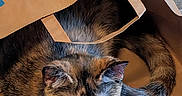 Mocha is registered to the contest to win money with this photo: animal, blue_text, brown, cat, close_up, cozy, curious, cute, domestic_animal, ears, floor, fur, indoor, paper_bag, pet, resting, tail, tile_floor, tortoiseshell_cat, whiskers