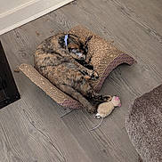 Mocha is registered to the contest to win money with this photo: animal, cardboard, cat, cat_toy, collar, cozy, curled_up, floor, furniture, home, indoor, pet, playful, plush_mouse, purple_collar, relaxed, scratcher, sleeping, tortoiseshell_cat, wood_floor