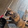 Mocha joined the competition — help win amazing prizes! animal, carpet, cat, collar, container, curious, feline, fur, home, indoors, natural_light, paper_bag, pet, photography, shopping_bag, side_profile, standing, striped_fur, tile_floor, tortoiseshell_cat