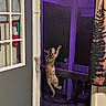 Mocha joined the competition — help win amazing prizes! adventure, animal, cat, climbing, curtain, door, fire_extinguisher, funny, furry, glass_door, indoor, night, patio, pet, purple_lighting, reflection, standing, stretching, tabby, window