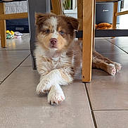 Bluey participe au concours pour gagner de l'argent avec cette photo : animal, brown, calm, chair, crossed_paws, cute, dog, domestic, floor, fur, furniture, home, indoor, looking_at_camera, pet, puppy, relaxed, tile, white, young