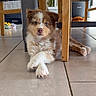 animal, brown, calm, chair, crossed_paws, cute, dog, domestic, floor, fur, furniture, home, indoor, looking_at_camera, pet, puppy, relaxed, tile, white, young