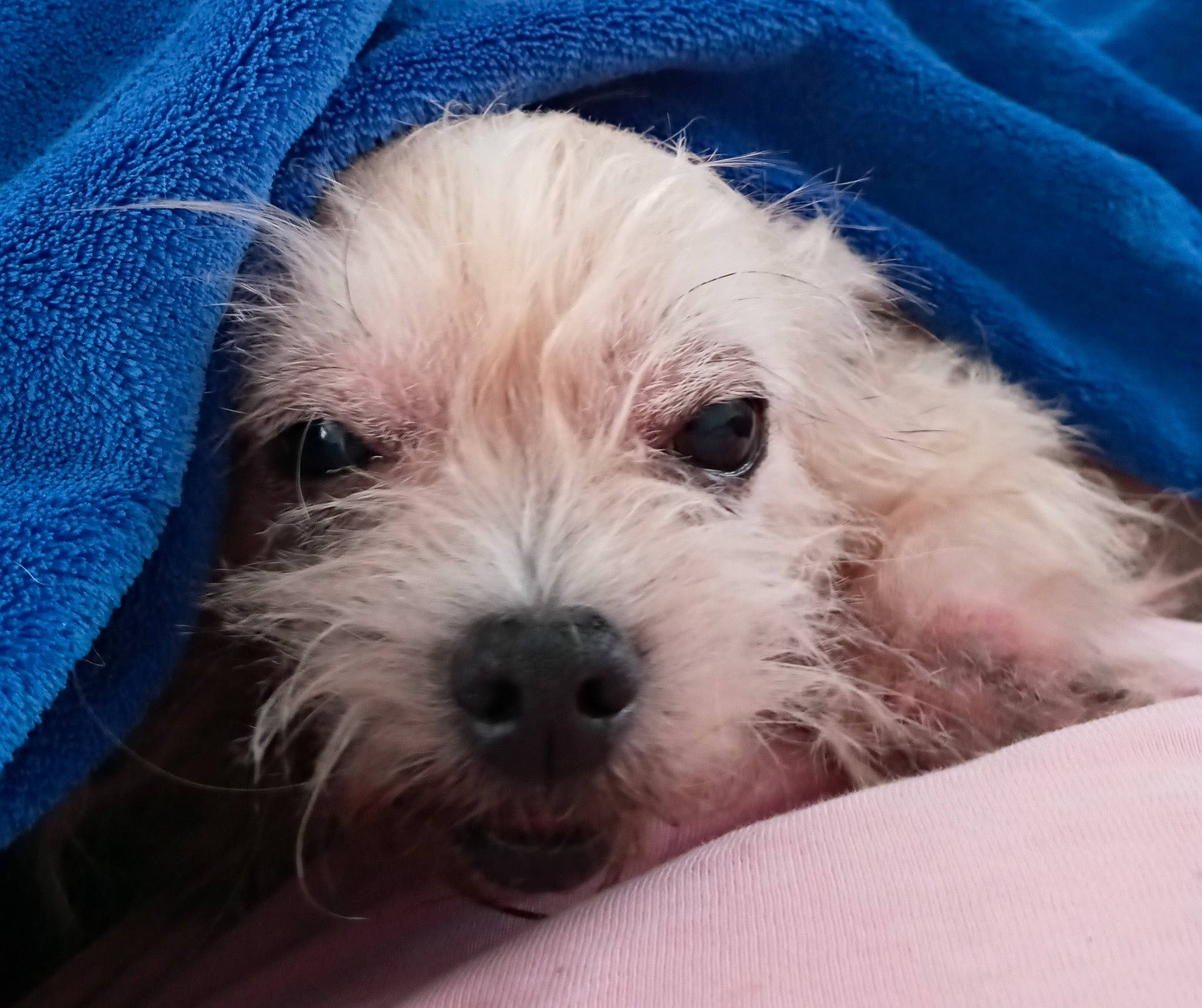 Scrappy is registered to the contest to win money with this photo: canidae, carnivore, cavachon, cavapoo, cockapoo, companion_dog, dog, dog_breed, havanese, maltepoo, maltese, mammal, morkie, puppy, puppy_love, schnoodle, snout, sporting_lucas_terrier, vertebrate, west_highland_white_terrier