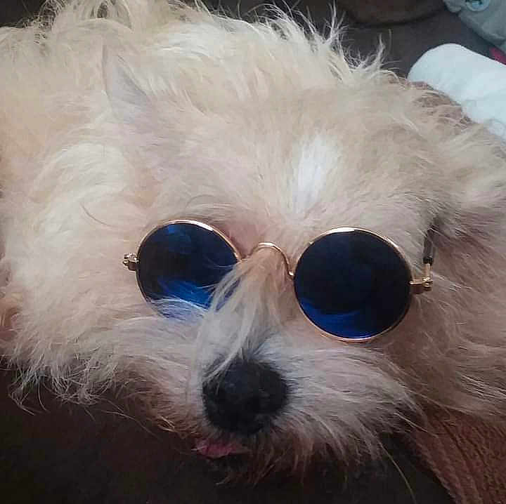 Scrappy is registered to the contest to win money with this photo: bichon, canidae, carnivore, companion_dog, dog, dog_breed, eye, eyewear, fur, glasses, head, maltepoo, maltese, morkie, nose, puppy, snout, sunglasses, toy_dog, vision_care