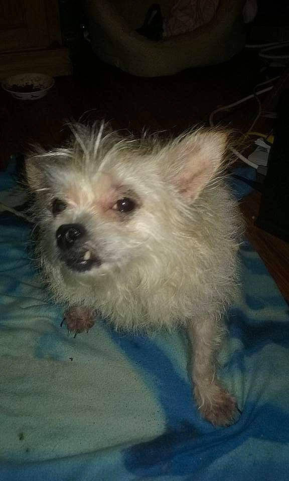 Scrappy joined the competition — help win amazing prizes! cairn_terrier, canidae, carnivore, companion_dog, dog, dog_breed, fawn, glen_of_imaal_terrier, mammal, morkie, norwich_terrier, puppy, rare_breed_dog, schnoodle, small_terrier, sporting_group, terrier, toy_dog, vertebrate, west_highland_white_terrier