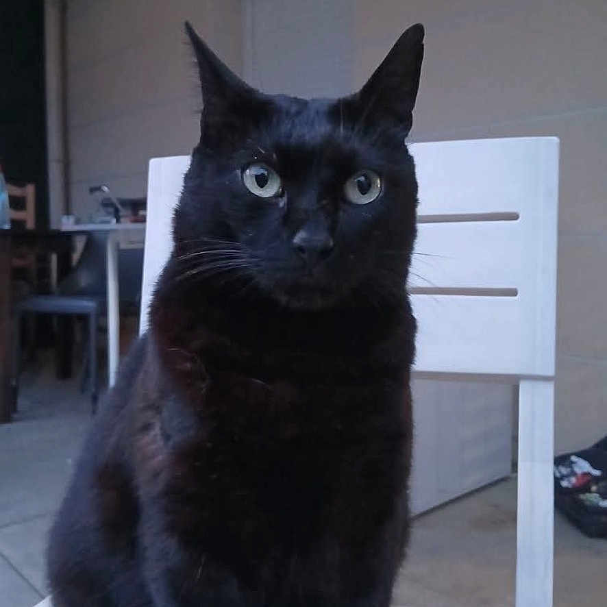 Luci a rejoint le concours — aidez-le/la à gagner de superbes lots ! animal, black_cat, calm, cat, chair, cute, domestic_cat, ears, eyes, feline, furniture, home, indoor, looking, mammal, pet, portrait, sitting, whiskers, white_chair