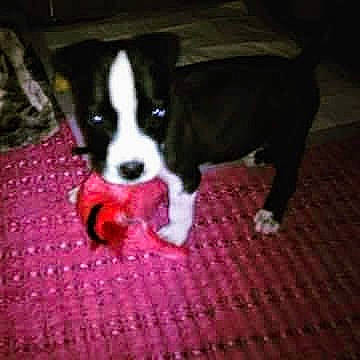 Chocolate Tuffy is registered to the contest to win money with this photo: ball, canidae, carnivore, companion_dog, dog, dog_breed, dog_supply, eye, fawn, floor, flooring, football, fur, snout, tail, terrestrial_animal, toy_dog, whiskers, wood, working_animal