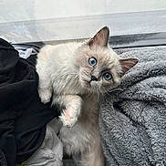 Valentine a rejoint le concours — aidez-le/la à gagner de superbes lots ! animal, blanket, blue_eyes, cat, clothing, cozy, curious, cute, feline, fluffy, fur, indoor, light, paw, pet, portrait, resting, soft, whiskers, window
