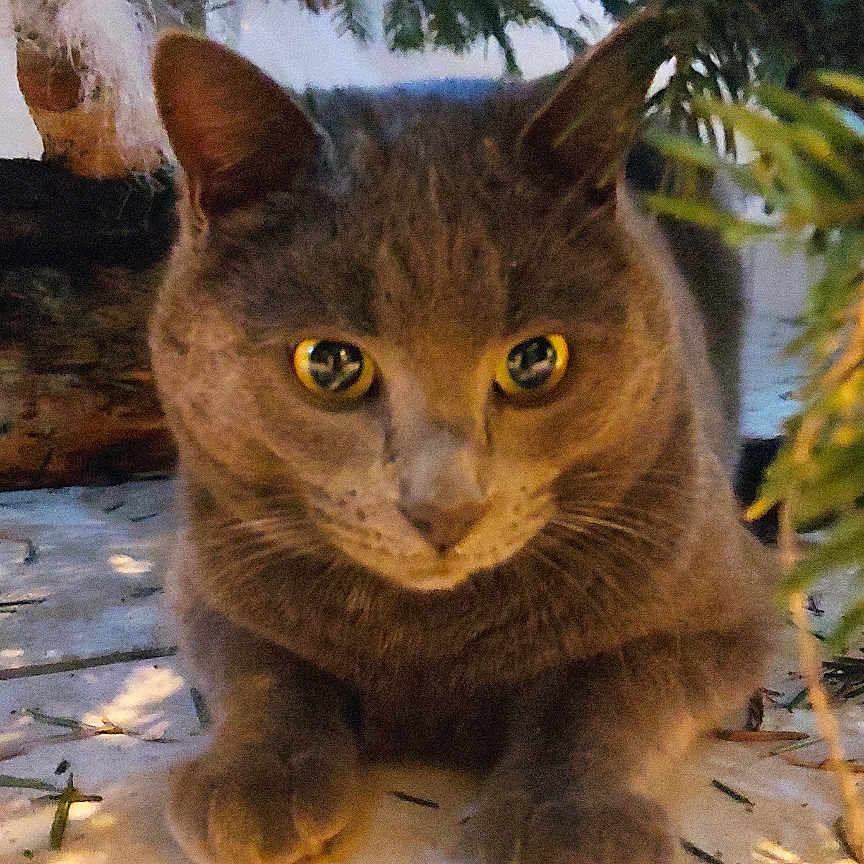 Bid participe au concours pour gagner de l'argent avec cette photo : abyssinian, angora, animal, blackcat, cat, fir, jungle, kitten, leaf, manx, nature, outdoors, pet, plant, rock, slate, summer, tree, vegetation, wood