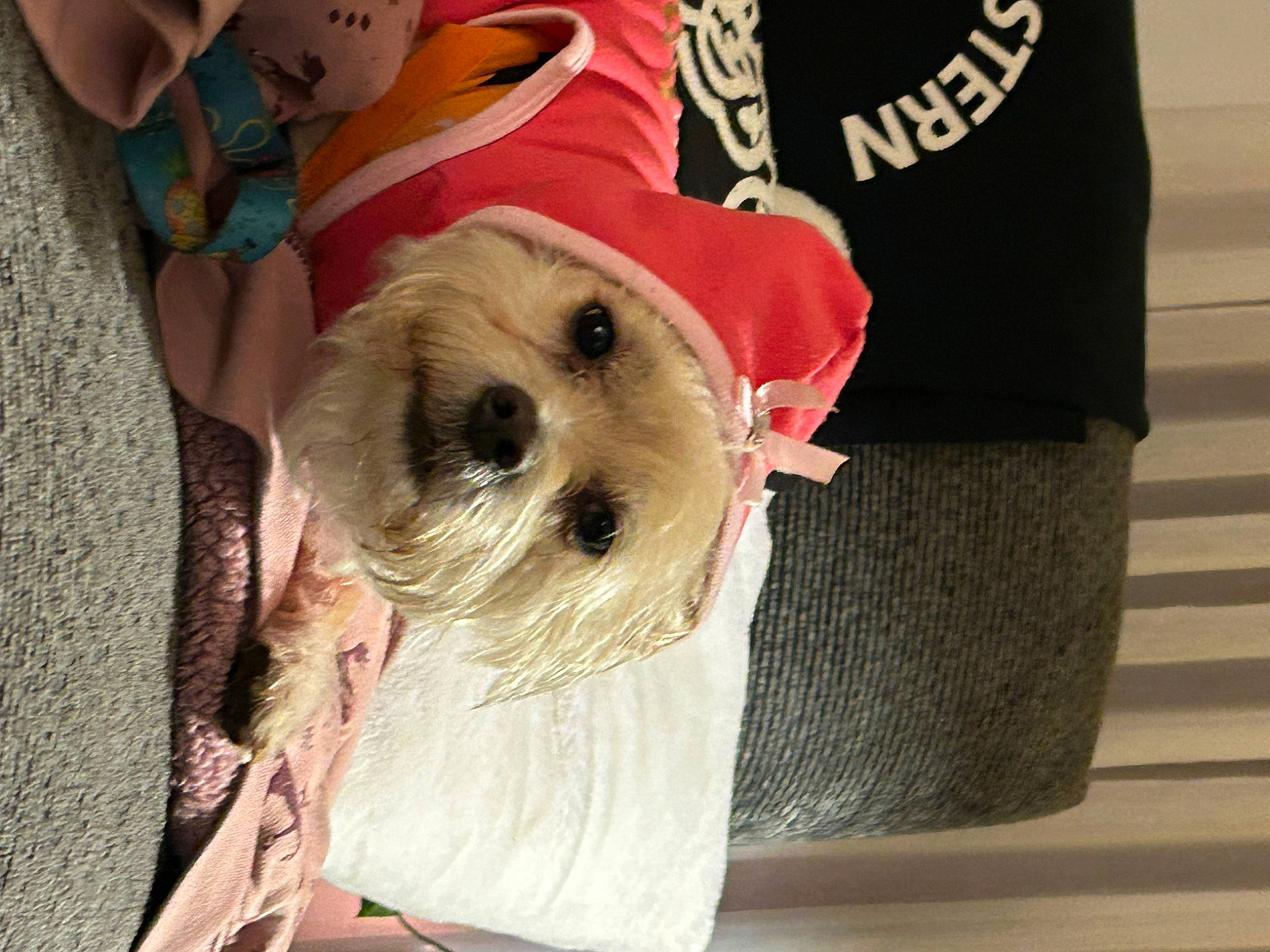 Ollie joined the competition — help win amazing prizes! canidae, carnivore, companion_dog, dog, dog_breed, dog_clothes, dog_supply, fawn, fur, non_sporting_group, puppy, sleeve, small_terrier, snout, sporting_group, stuffed_toy, terrier, toy, toy_dog, whiskers