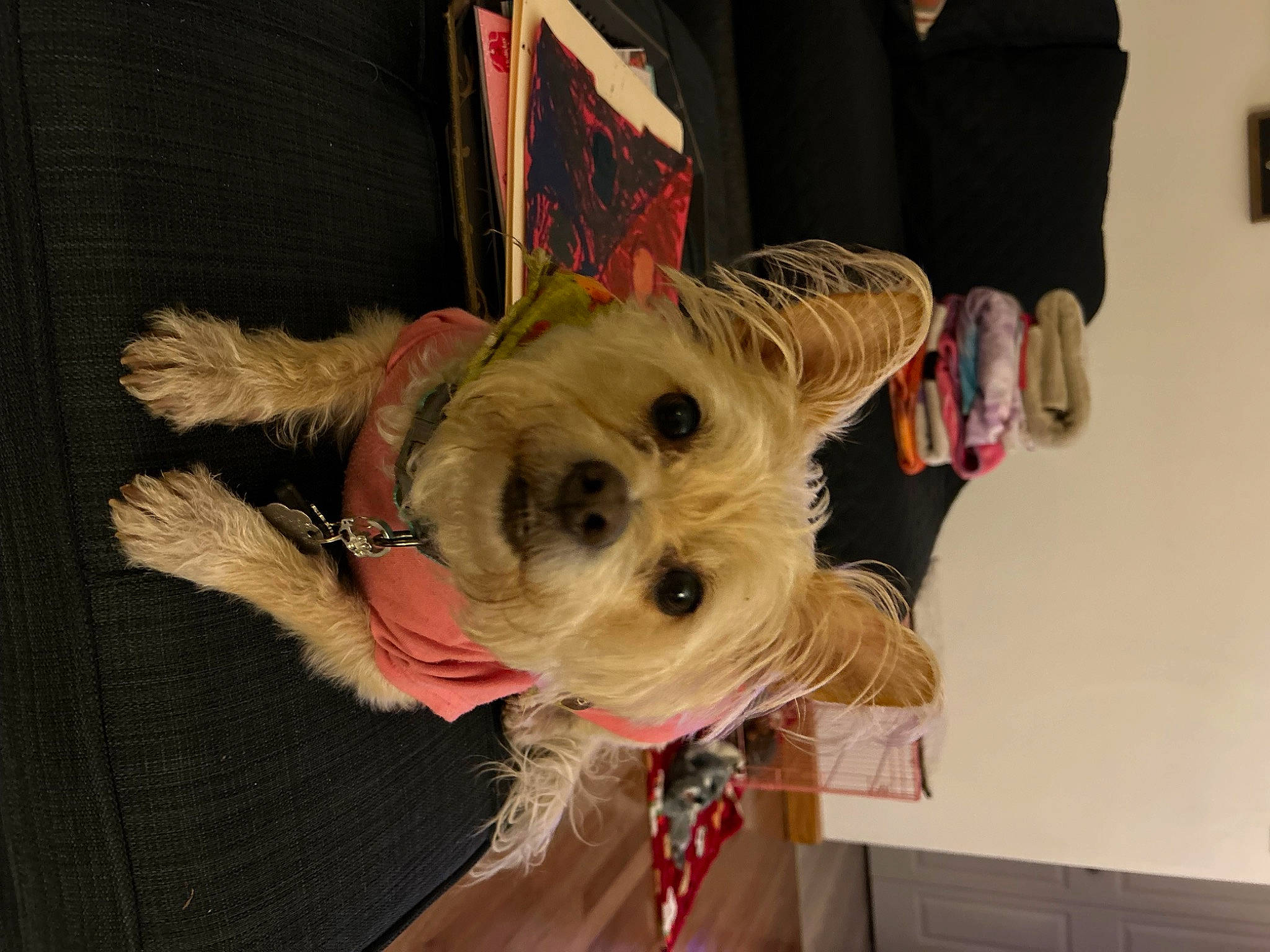 Ollie joined the competition — help win amazing prizes! canidae, carnivore, collar, companion_dog, dog, dog_breed, dog_clothes, dog_supply, fashion_accessory, fawn, fur, holiday, non_sporting_group, schnauzer, small_terrier, snout, sporting_group, terrier, toy_dog, working_animal