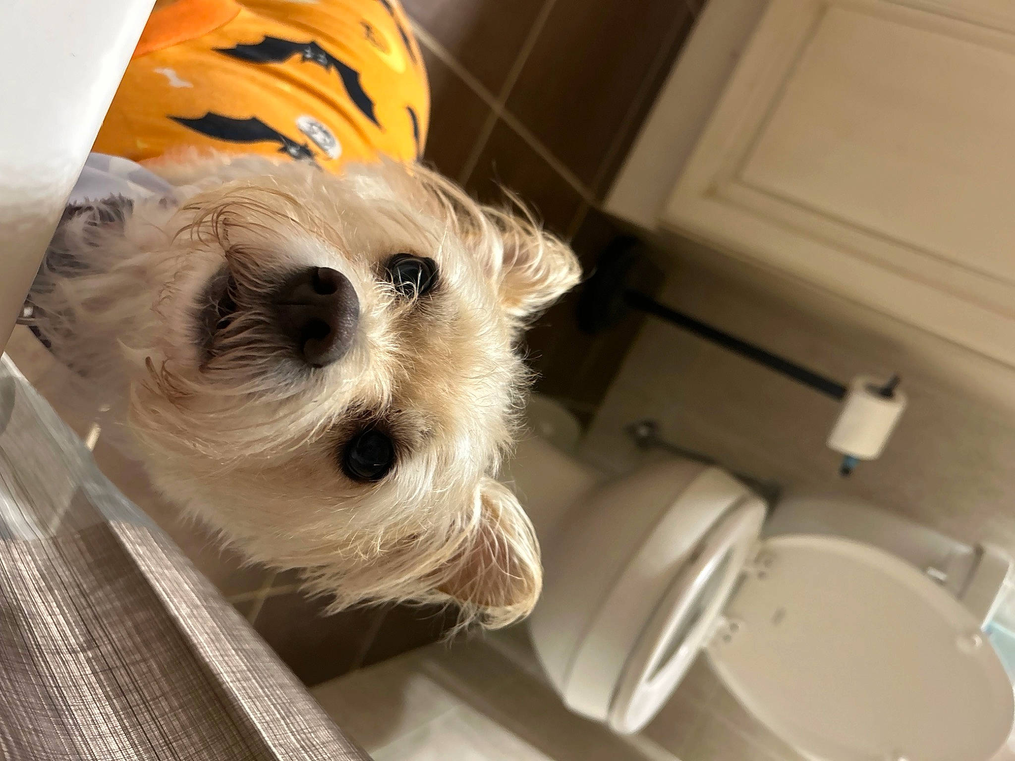 Ollie is registered to the contest to win money with this photo: bathroom, bichon, carnivore, collar, companion_dog, dog, dog_breed, dog_supply, household_supply, non_sporting_group, small_terrier, terrier, toy_dog, working_animal