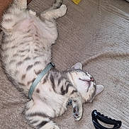 Aurion participe au concours pour gagner de l'argent avec cette photo : animal, belly_up, blanket, cat, claw, couch, cozy, cute, fur, hair_clip, harness, indoor, kitten, paws, pet, relaxed, resting, sleeping, tabby, whiskers