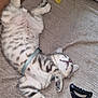 animal, belly_up, blanket, cat, claw, couch, cozy, cute, fur, hair_clip, harness, indoor, kitten, paws, pet, relaxed, resting, sleeping, tabby, whiskers