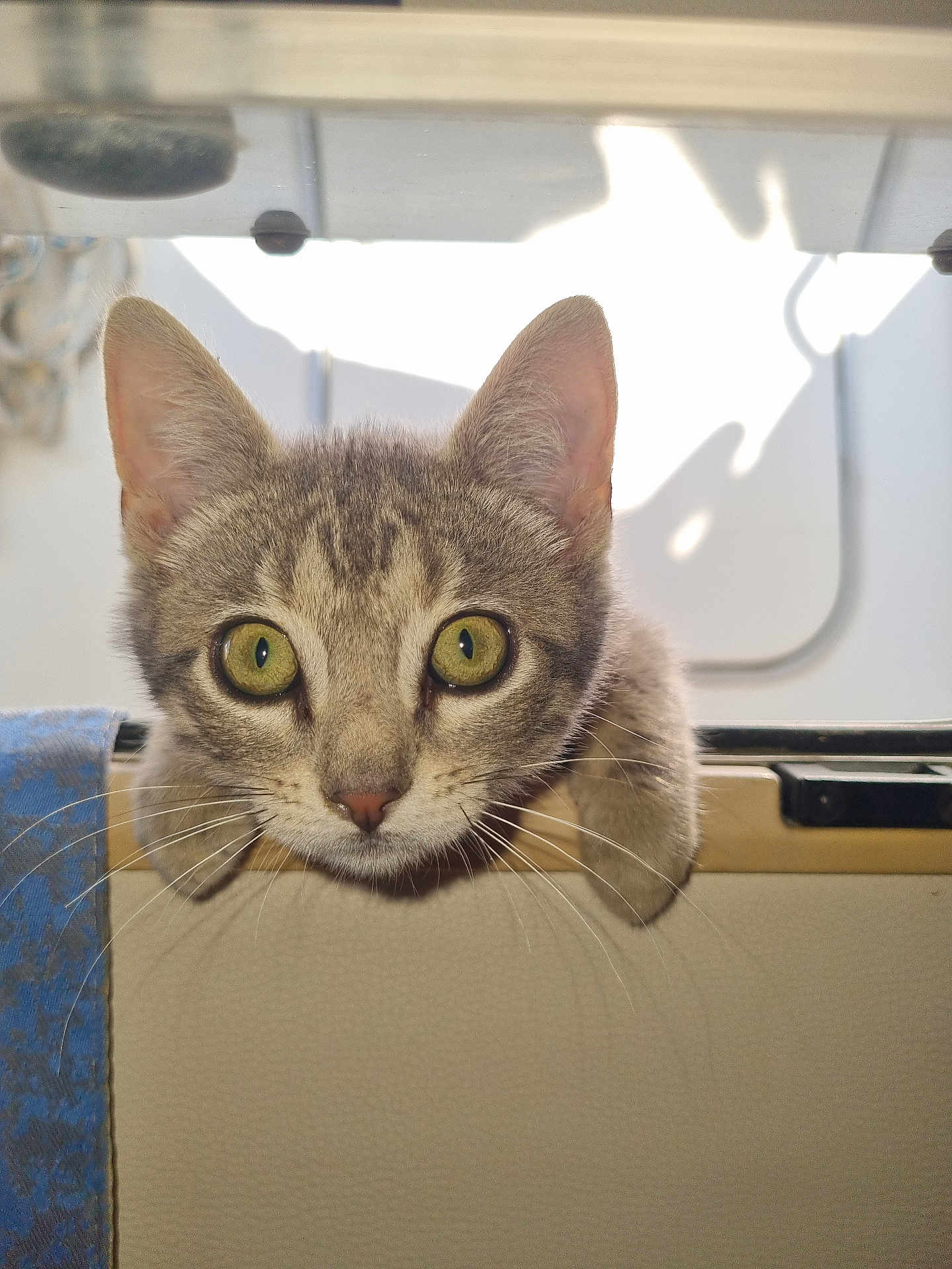 Aurion participe au concours pour gagner de l'argent avec cette photo : adorable, animal, cat, close_up, curious, cute, ears, face, feline, fur, green_eyes, indoor, kitten, looking, paws, peeking, pet, tabby, whiskers, young