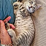 Aurion a rejoint le concours — aidez-le/la à gagner de superbes lots ! animal, bracelet, cat, closeup, couch, cute, domestic, fur, furniture, hand, indoor, kitten, paw, person, pet, relaxing, resting, sleepy, tabby, texture