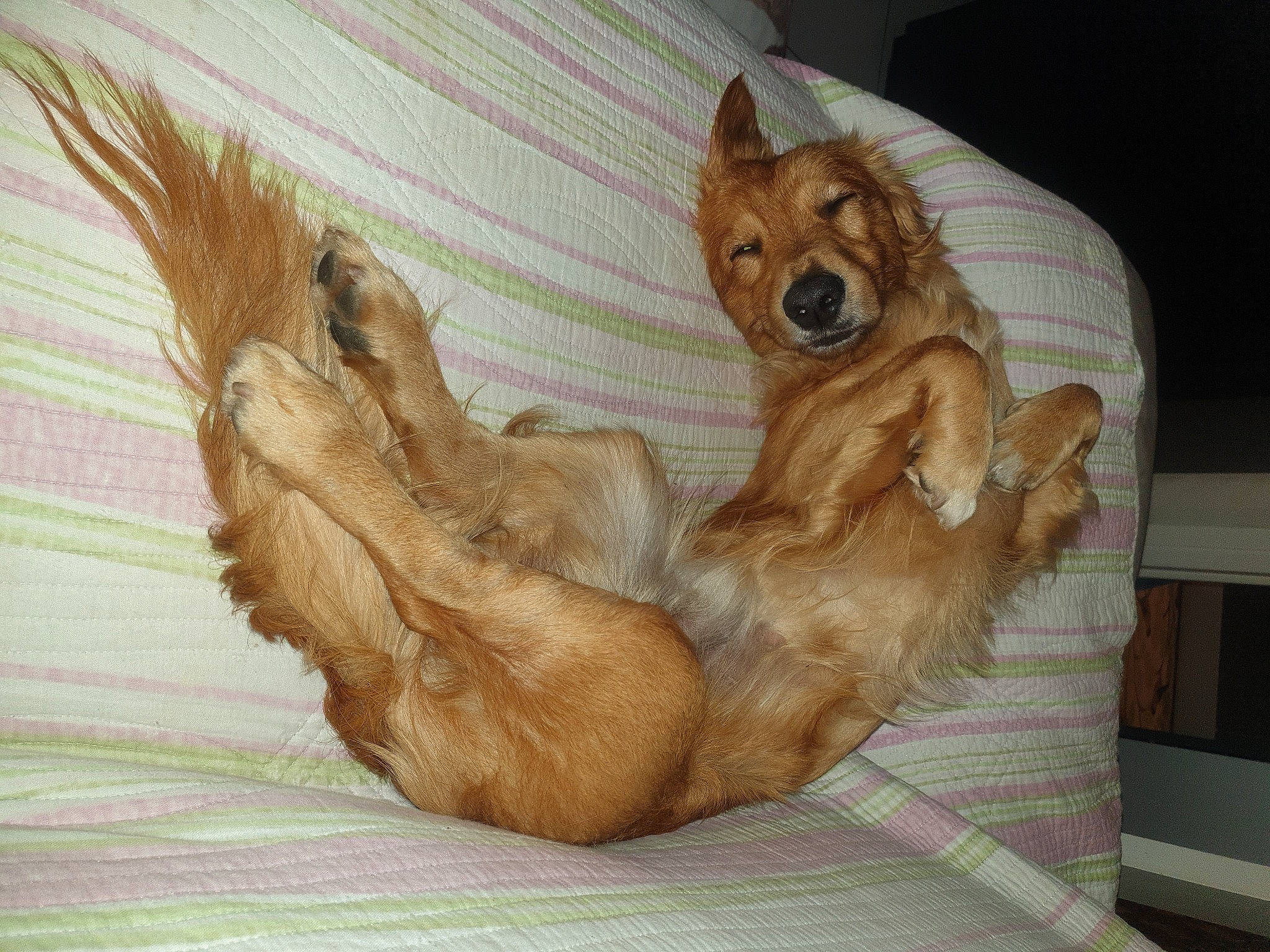 Sampa participe au concours pour gagner de l'argent avec cette photo : canidae, carnivore, companion_dog, dog, dog_bed, dog_breed, dog_supply, fawn, fur, liver, paw, pomeranian, snout, spitz, sporting_group, toy, toy_dog, volpino_italiano, whiskers, working_animal