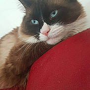 Indy participe au concours pour gagner de l'argent avec cette photo : carnivore, cat, domestic_long_haired_cat, domestic_short_haired_cat, felidae, fur, kitten, mammal, norwegian_forest_cat, ojos_azules, ragdoll, small_to_medium_sized_cats, snowshoe, whiskers