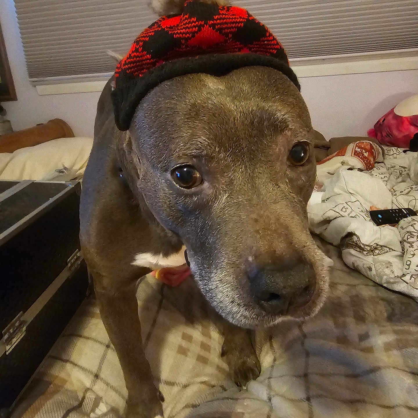 Bella joined the competition — help win amazing prizes! animal, bed, blanket, brown_dog, close_up, cozy, curious, dog, domestic, face, furniture, hat, home, indoor, nostrils, paw, pet, plaid, pom_pom, window_blinds