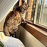 cat, tabby, animal, pet, feline, sitting, window, sunlight, indoors, home, window_sill, fur, striped, brown, portrait, natural_light, cozy, bed, curtain, outdoor_view