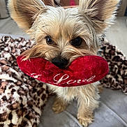 Ulk participe au concours pour gagner de l'argent avec cette photo : animal, blanket, brown, cozy, cute, dog, ears, face, fur, furry, indoor, love, nose, pet, playful, plush, puppy, red, small_dog, toy