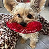 animal, blanket, brown, cozy, cute, dog, ears, face, fur, furry, indoor, love, nose, pet, playful, plush, puppy, red, small_dog, toy