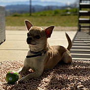 Noupi participe au concours pour gagner de l'argent avec cette photo : chihuahua, dog, small_dog, pet, animal, rug, toy, ball, sunlight, shadow, outdoor, grass, collar, resting, floor, paw, ears, tail, cute, portrait