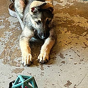 Tank joined the competition — help win amazing prizes! animal, attention, closeup, concrete_floor, curious, cute, dog, ears, floor, german_shepherd, indoor, leash, looking, paws, pet, playing, puppy, texture, toy, young_dog