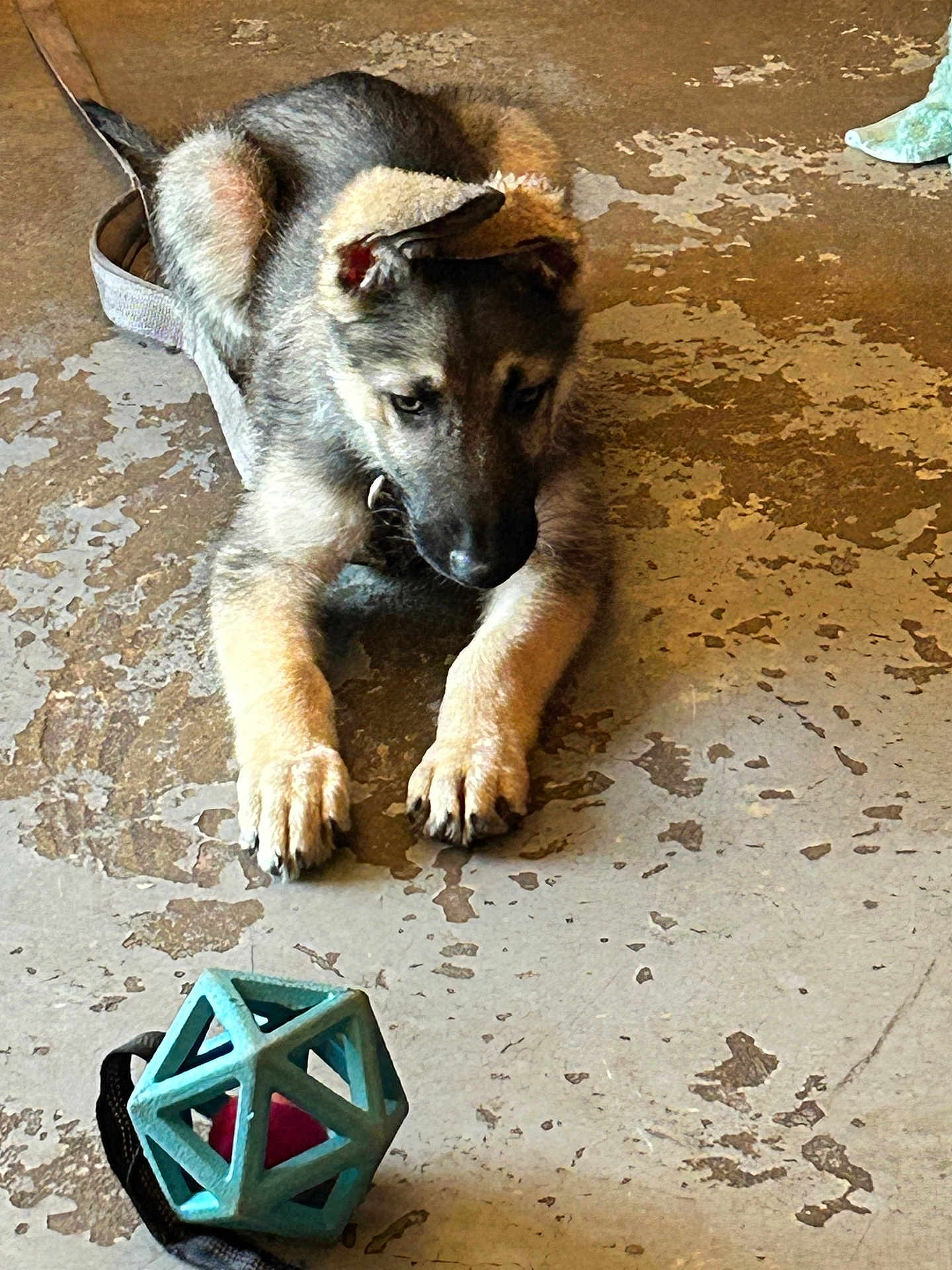 Tank
