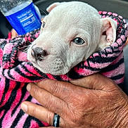 Kink joined the competition — help win amazing prizes! animal, blanket, car_interior, close_up, comfort, cozy, cute, dog, domestic_animal, fur, hand, pet, portrait, puppy, ring, snug, striped_blanket, water_bottle, white_dog, young_dog