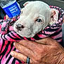 animal, blanket, car_interior, close_up, comfort, cozy, cute, dog, domestic_animal, fur, hand, pet, portrait, puppy, ring, snug, striped_blanket, water_bottle, white_dog, young_dog