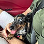 dog, puppy, dachshund, blue_eyes, tongue_out, person, lap, green_shirt, seatbelt, car_interior, red_leather, hand, happy, cute, pet, animal, close_up, sitting, indoor, playful
