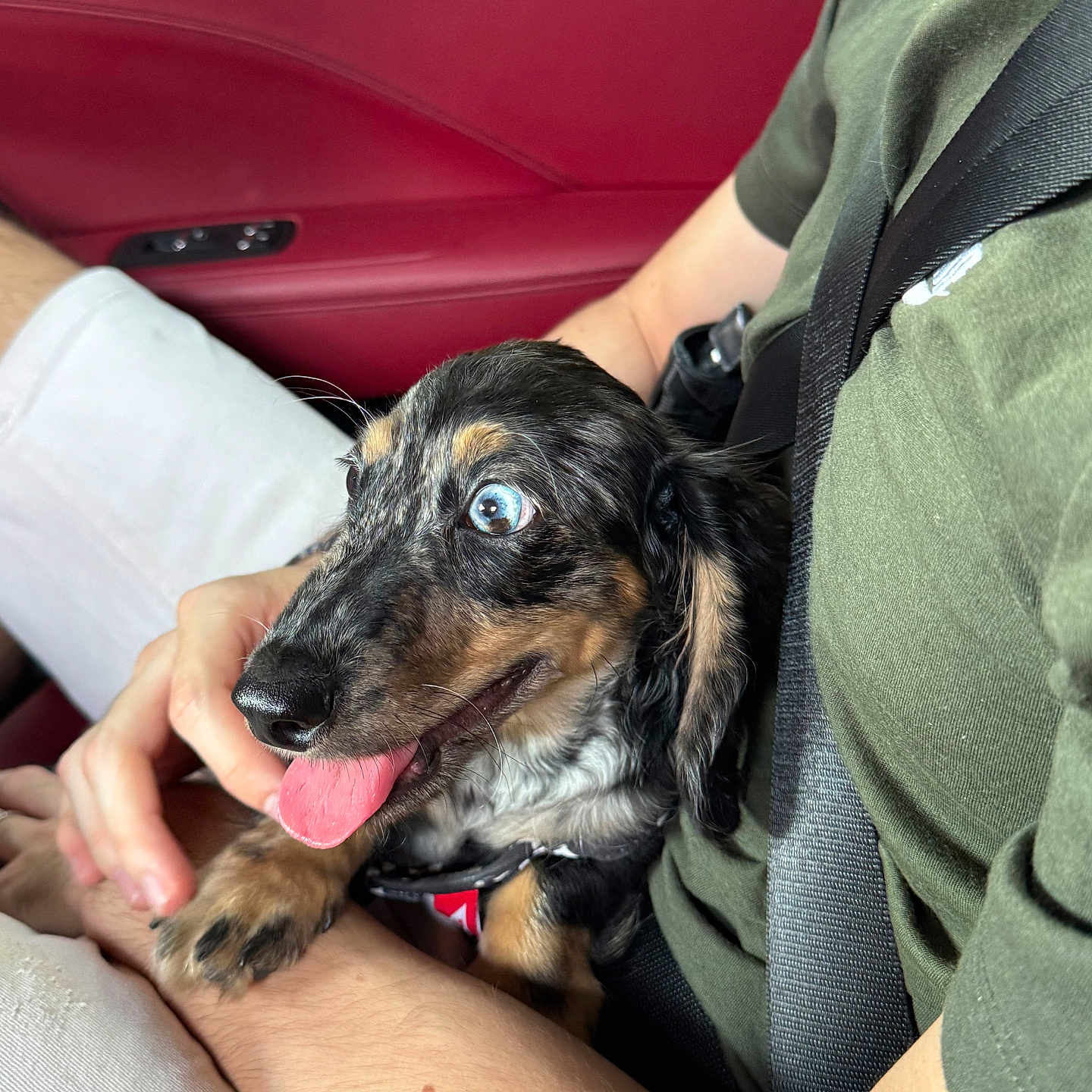 Youki participe au concours pour gagner de l'argent avec cette photo : animal, blue_eyes, car_interior, close_up, cute, dachshund, dog, green_shirt, hand, happy, indoor, lap, person, pet, playful, puppy, red_leather, seatbelt, sitting, tongue_out