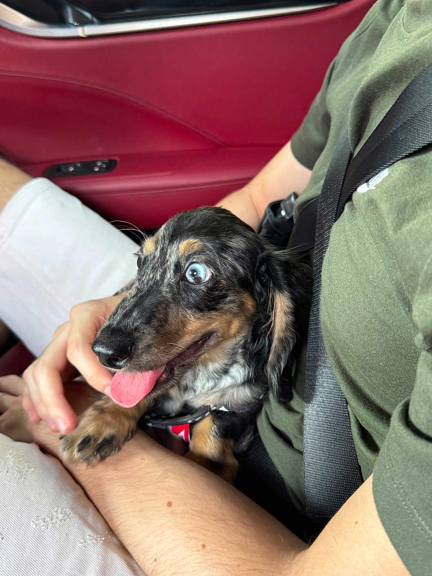 Youki participe au concours pour gagner de l'argent avec cette photo : dog, puppy, dachshund, blue_eyes, tongue_out, person, lap, green_shirt, seatbelt, car_interior, red_leather, hand, happy, cute, pet, animal, close_up, sitting, indoor, playful