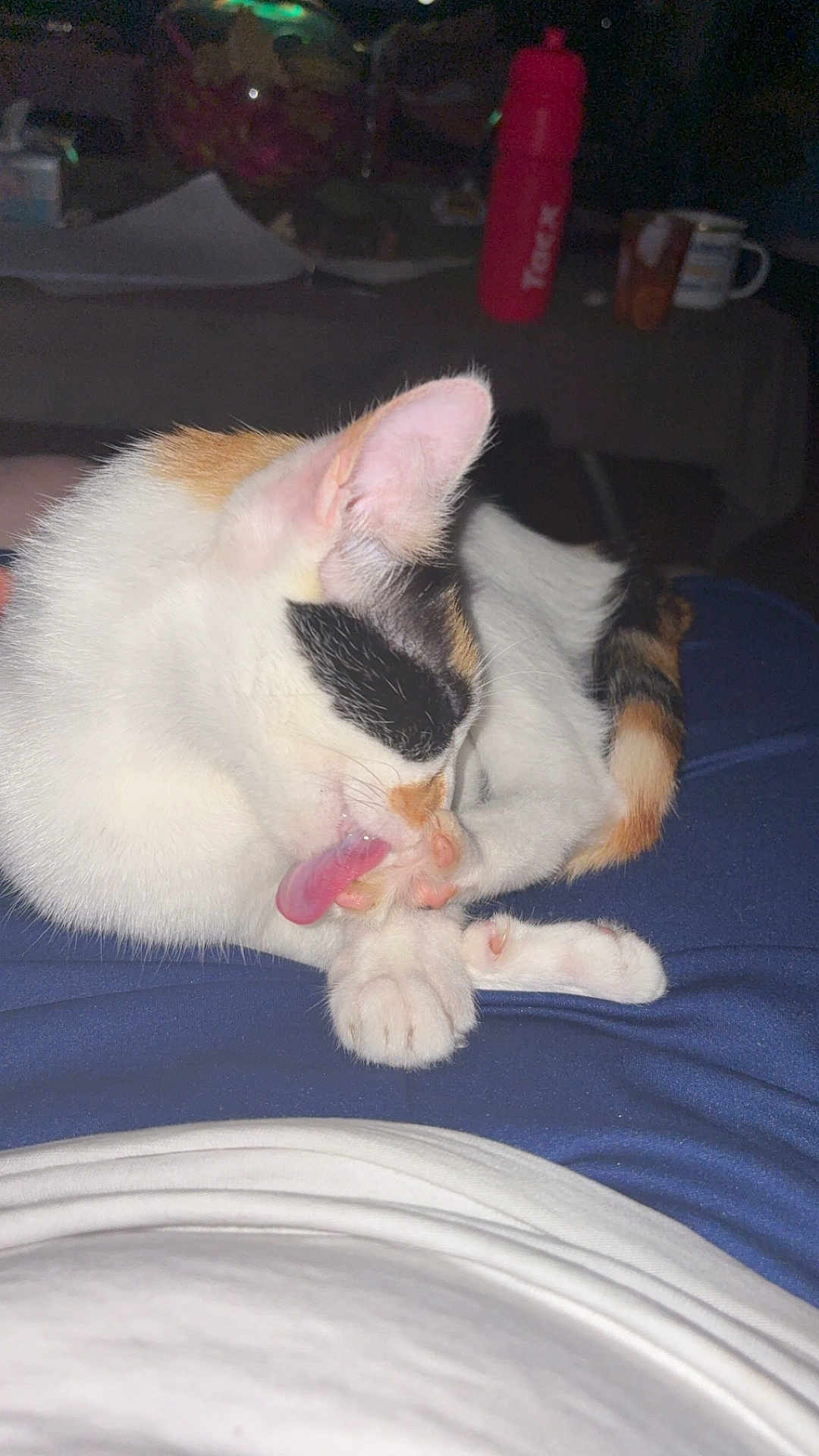 Blanco a rejoint le concours — aidez-le/la à gagner de superbes lots ! cat, calico, grooming, tongue, paw, lap, blue_pants, white_shirt, indoor, domestic_animal, pet, feline, close_up, fur, whiskers, pink_tongue, relaxed, curled_up, table, bottle
