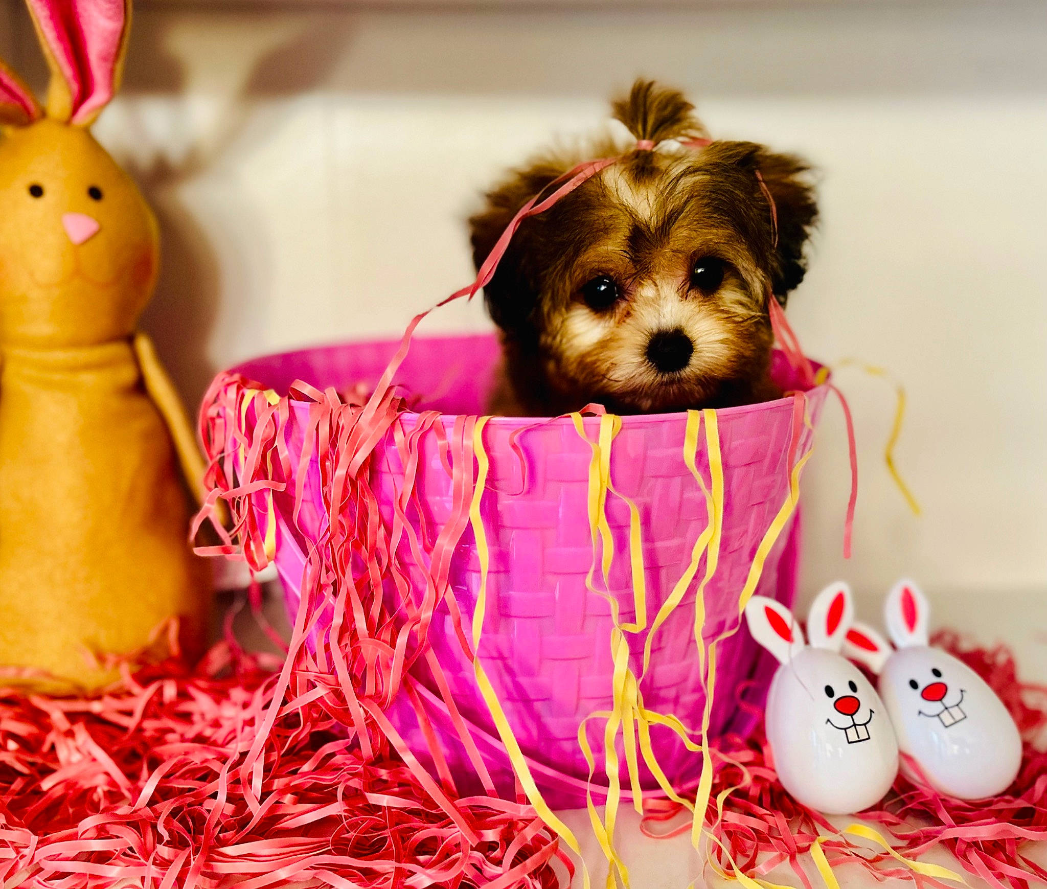 Lily is registered to the contest to win money with this photo: basket, carnivore, companion_dog, dog, dog_breed, dog_supply, easter, event, fur, grass, holiday, mammal, picnic_basket, small_terrier, storage_basket, stuffed_toy, toy, toy_dog, vertebrate, working_animal