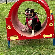 Ruby joined the competition — help win amazing prizes! animal, canine, chain_link_fence, cute, daylight, dog, fun, grass, happy, nature, outdoor, park, pet, pink_harness, play_area, playground_equipment, red_tunnel, seated, smiling, tongue_out