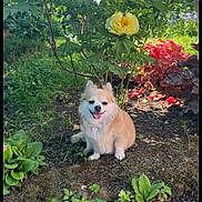 Babouche a rejoint le concours — aidez-le/la à gagner de superbes lots ! dog, garden, flower, greenery, plants, sunlight, smiling, happy, grass, nature, outdoor, pets, small_dog, flora, bushes, yellow_flower, red_leaves, soil, sitting, tongue_out