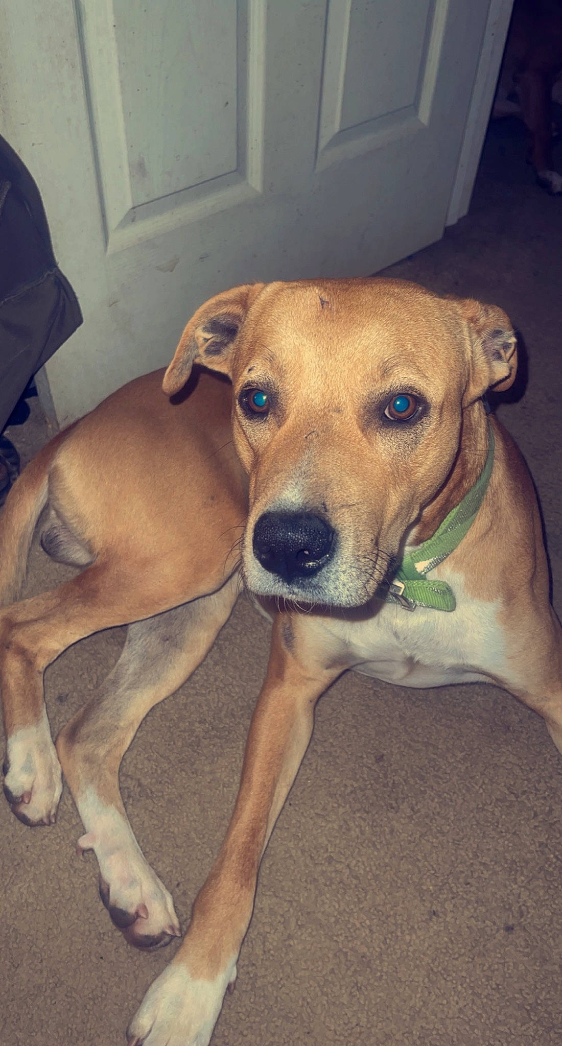 Sam is registered to the contest to win money with this photo: canidae, carnivore, collar, companion_dog, dog, dog_breed, dog_collar, dog_supply, fawn, flooring, hardwood, non_sporting_group, paw, pet_supply, snout, sporting_group, tail, whiskers, working_animal, working_dog