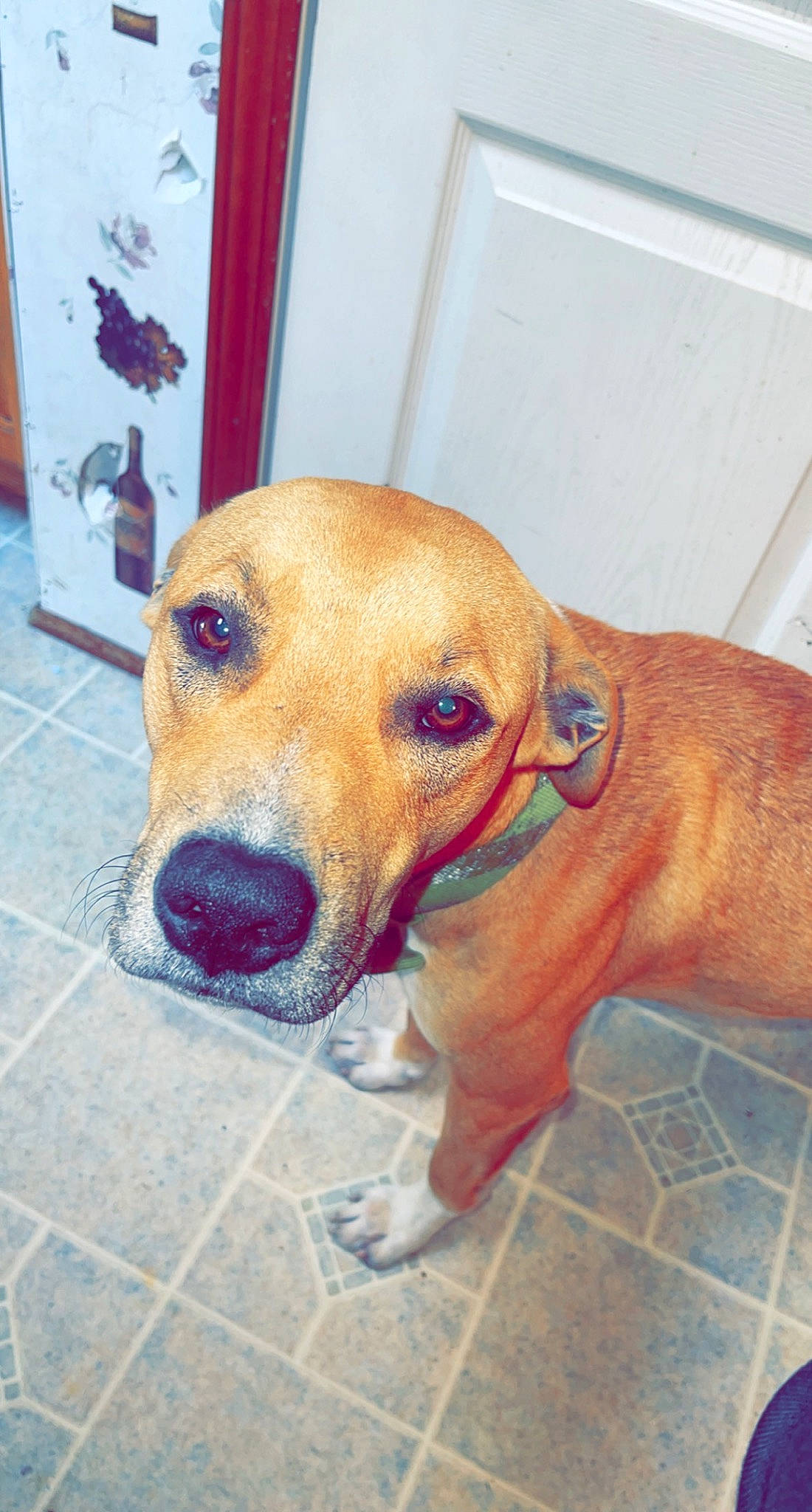 Sam is registered to the contest to win money with this photo: canidae, carnivore, collar, companion_dog, dog, dog_breed, dog_collar, dog_supply, fawn, flooring, fur, guard_dog, liver, metal, pet_supply, snout, sporting_group, tile_flooring, whiskers, working_animal