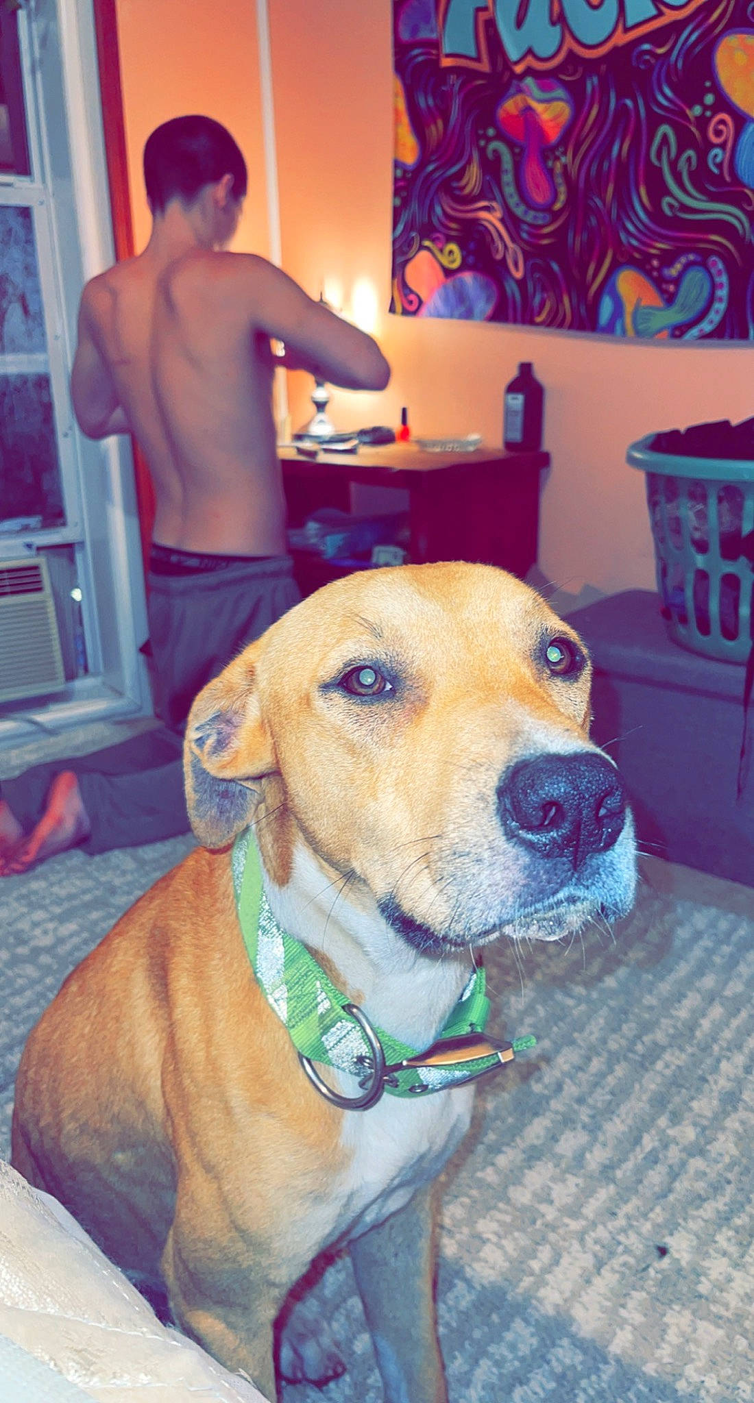 Sam is registered to the contest to win money with this photo: blue, canidae, carnivore, chair, collar, companion_dog, dog, dog_breed, dog_collar, fawn, flooring, fur, guard_dog, leash, pet_supply, picture_frame, snout, sporting_group, whiskers, working_animal