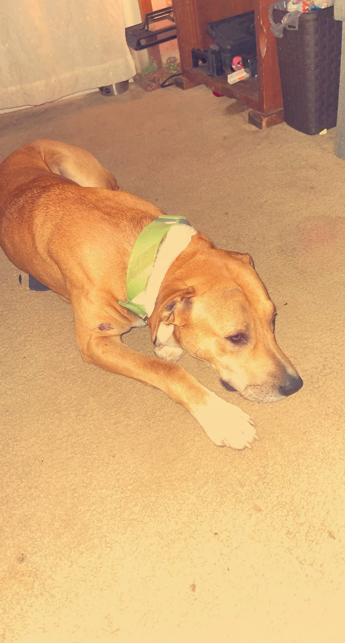 Sam joined the competition — help win amazing prizes! cabinetry, canidae, carnivore, chair, comfort, companion_dog, dog, dog_breed, dog_supply, fawn, floor, flooring, hardwood, paw, pet_supply, snout, sporting_group, tail, wood, working_animal